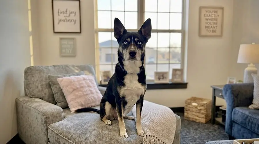 Sophie, the office's registered emotional support animal